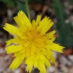 Leontodon tuberosus Flower