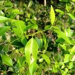 Citrus × aurantiifolia List