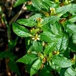 Synedrella nodifloraFlower