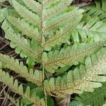 Dryopteris erythrosora Fruit