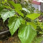 Morus indica Leaf