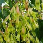 Ailanthus altissima Frucht