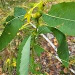 Salix eriocephala Leaf