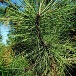 Pinus ponderosa List