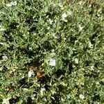 Trifolium uniflorum Květ