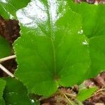 Pericallis appendiculata Leaf