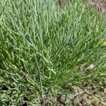 Lomatium triternatum Leaf