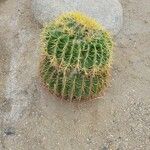 Ferocactus cylindraceus Blad