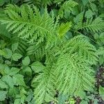 Tanacetum vulgareBlad