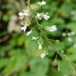 Circaea lutetiana Flor