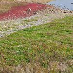 Salicornia europaea മറ്റ്