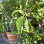 Cornus capitata Leaf