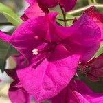 Bougainvillea × buttiana Kwiat