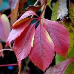 Parthenocissus quinquefolia পাতা