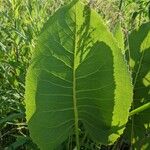 Silphium terebinthinaceum葉