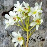 Saxifraga crustata Flower