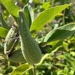 Asclepias syriacaഫലം