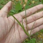 Carex pendula Deilen