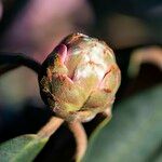 Rhododendron fulvum Altul/Alta