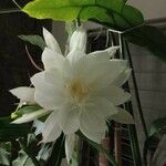 Epiphyllum oxypetalumFlor