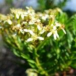 Hubertia ambavilla Flor