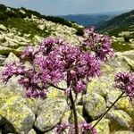 Adenostyles alliariae Flower