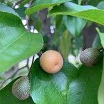 Sarcomphalus joazeiro Fruit