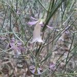 Eremophila oppositifolia Fleur