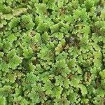 Azolla filiculoidesΦύλλο