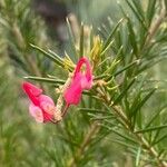 Grevillea juniperina Flower