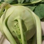 Brassica oleracea 果実