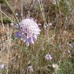 Scabiosa triandraFlower