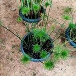 Cyperus haspan Leaf