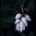 Arctostaphylos columbiana 花