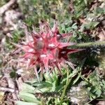 Trifolium stellatum Fruit