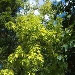 Acer saccharinum Levél