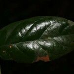 Licania ovalifolia 葉