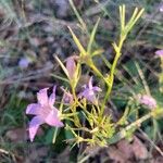 Campanula rapunculusFlower