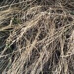 Brachypodium phoenicoides Vekstform