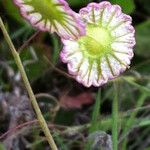 Thysanocarpus radians Flower