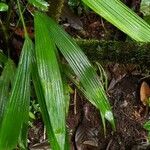 Evodianthus funifer Blad