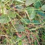 Rubus nigricans 整株植物