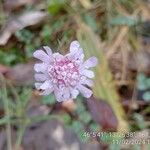 Scabiosa triandra Flower