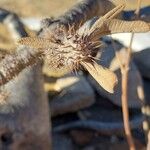 Pachypodium rosulatum পাতা