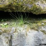 Eleocharis geniculata Habit