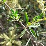 Aloysia gratissima Leaf