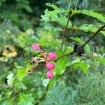 Viburnum nudum Owoc