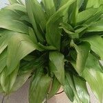 Aspidistra elatior 葉