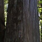 Fitzroya cupressoides Kabuk