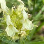 Sideritis hyssopifolia Квітка
